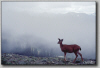 "Soft Velvet" -  Tony Mason / Oregon Photo Tours